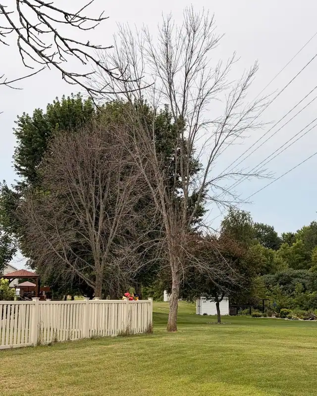 A dead tree standing in a back yard beside a picket fence