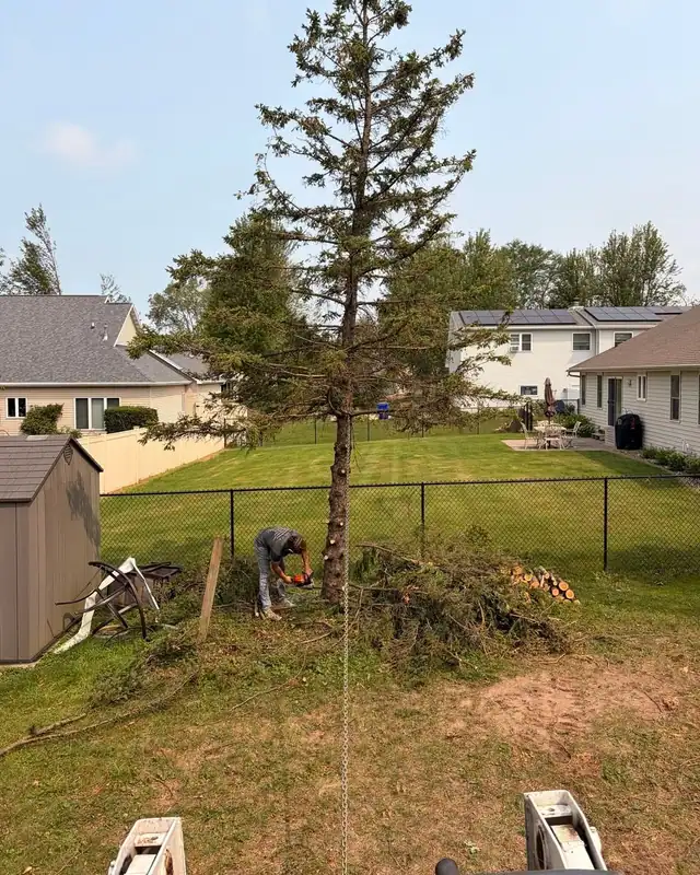 A spruce with its lower limbs removed and a cut being made at the base