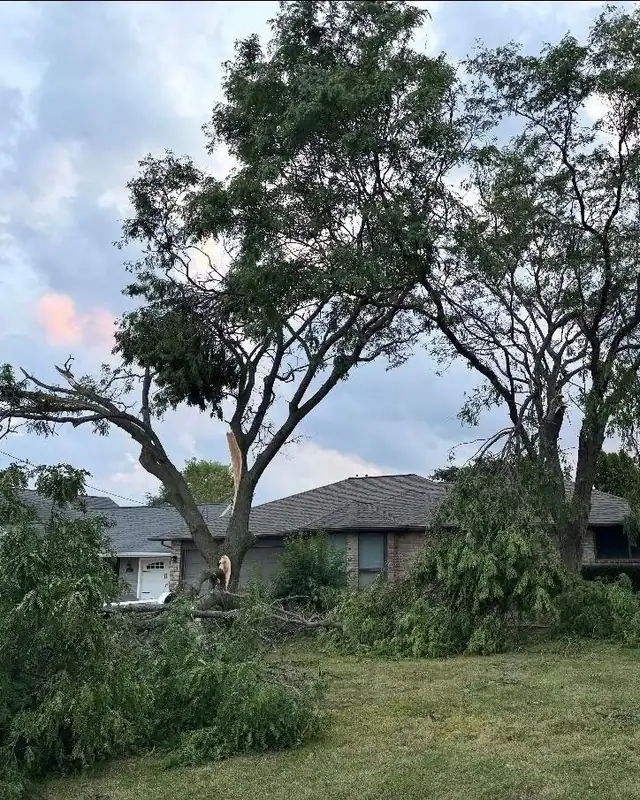 A large tree with a split limb down across a front yard at dusk