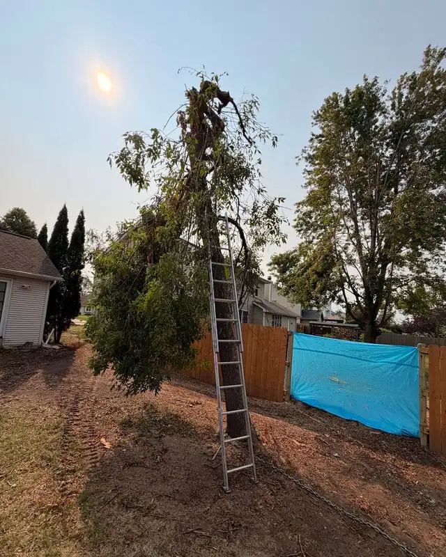 A tree with a snapped top and a ladder against the trunk