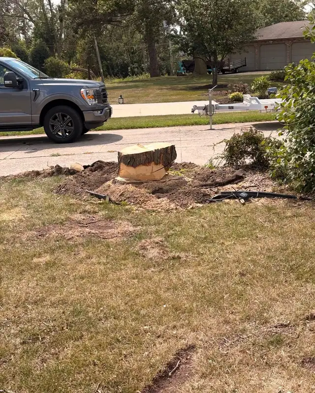 A partly cut stump near the street