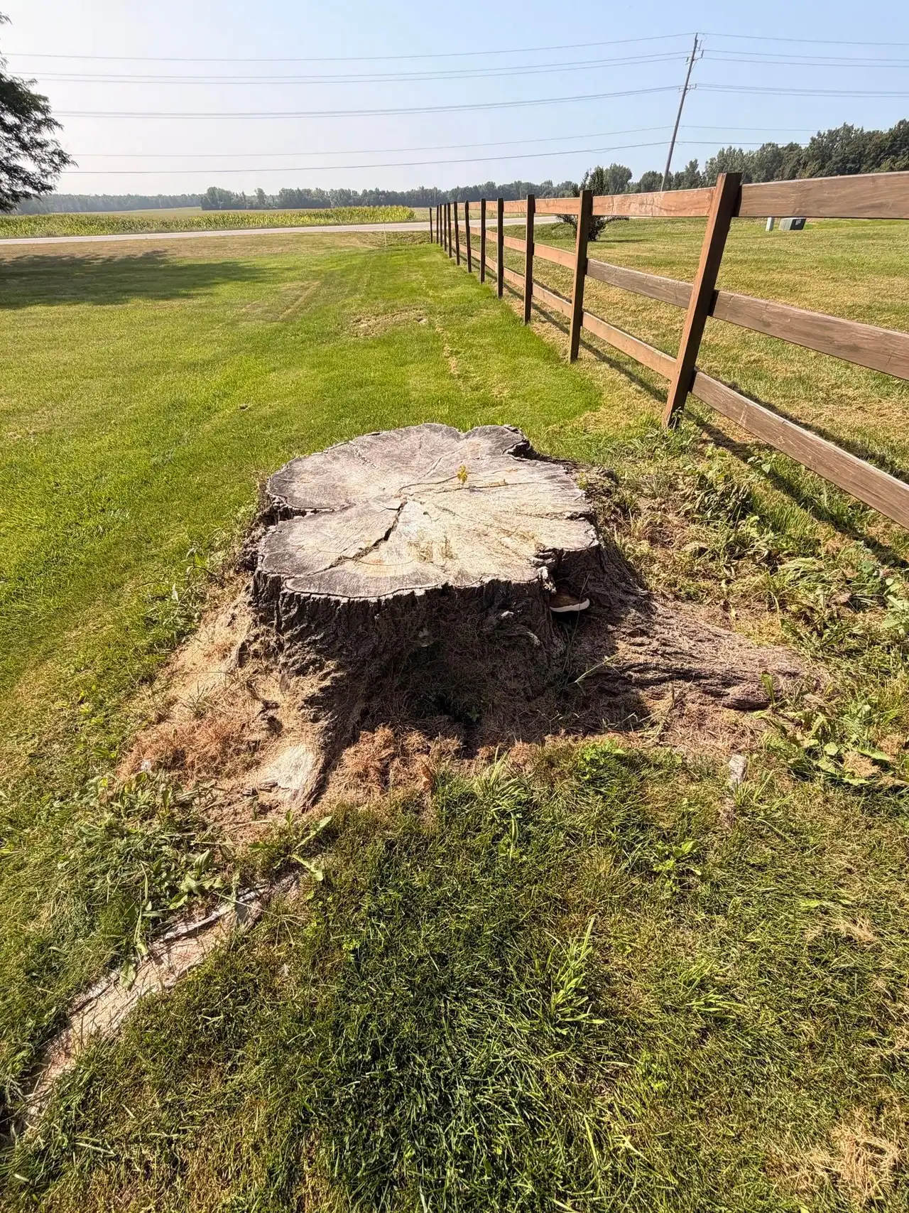 A large tree stump beside a wooden rail fence, waiting to be ground out