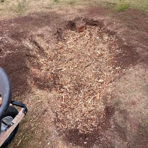 Wood chips from a ground stump next to a wheelbarrow