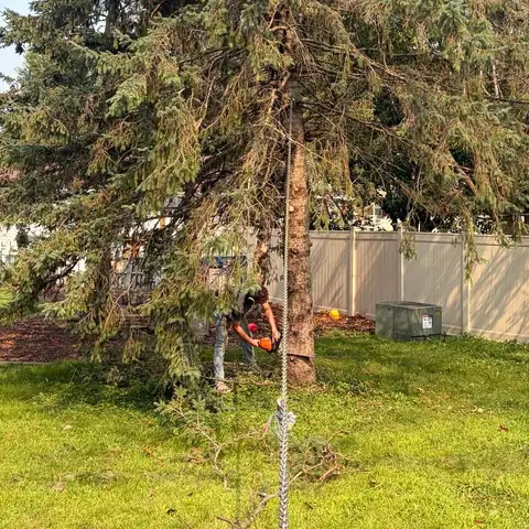 Cutting at the base of a storm damaged spruce with a rope line attached